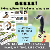 Canada Geese+more/Montessori/Parts+Life Cycle Of A Goose/G