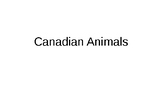 Canadian Animals