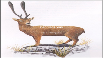 Preview of Candiacervus