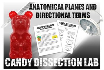 Preview of Candy Dissection Lab- Learning Anatomical Directional Terms and Planes