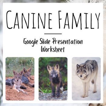 Canine Family | Canine Characteristics & Amazing Species by EdZOOcating