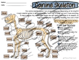Canine Skeletal System