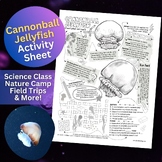 Cannonball Jellyfish (Stomolophus meleagris) Crossword & A