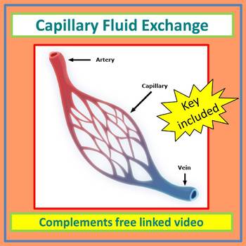 Preview of Capillary Fluid Exchange Made Simple - Video Supported