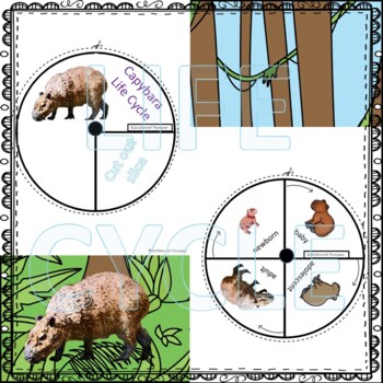 Capybara Life Cycle Clipart Set Download - Clipart 4 School