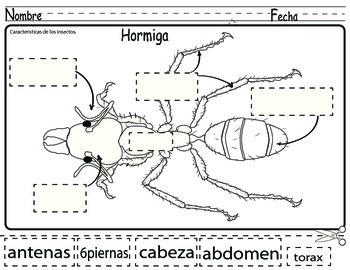 Preview of Caracteristica de los Insectos ( hormiga}