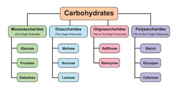 Preview of Carbohydrates Types. Carbohydrates And Its Types.