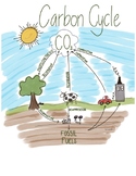 Carbon Cycle Diagram
