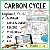 Carbon Cycle Graphic Organizer and Questions - Digital and Print