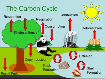 Carbon Cycle, Greenhouse Effect, Global Warming WebQuest and PowerPoint