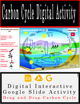 Preview of Carbon Cycle Interactive Google Slide Activity (Digital) 