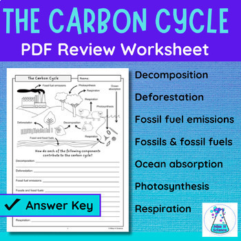 Preview of Carbon Cycle Review Activity | PDF Revision Worksheet | Ecosystems