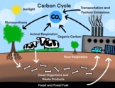 Carbon Cycle - Science