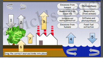Preview of Carbon Cycle activity 