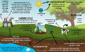 Preview of Carbon, Nitrogen, and Water Cycle Posters Bundle ($21 value)