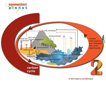 Preview of Carbon cycle chart