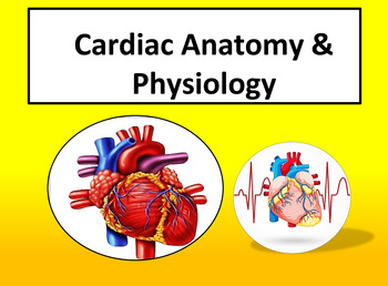 Preview of Cardiac Anatomy & Physiology