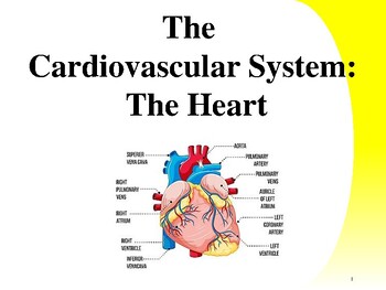 Preview of Cardiac Anatomy & Physiology pdf