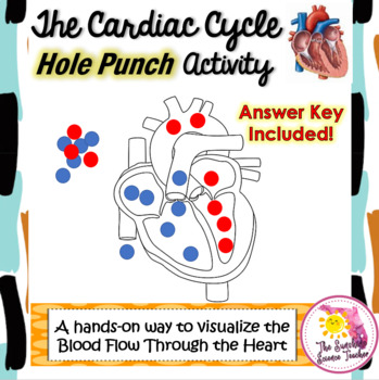 Preview of Cardiac Cycle Hole Punch Activity: Modeling Blood Flow Through the Heart