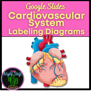 Preview of Cardiovascular/Circulatory System Interactive Digital Diagrams|Labeling|Distance