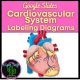 Cardiovascular/Circulatory System Interactive Digital Diag