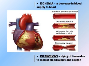 Cardiovascular System Circulatory System Anatomy and Physiology Biology