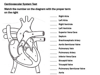 Cardiovascular System Circulatory System Unit for Anatomy and Physiology