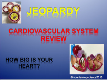 Preview of Cardiovascular Jeopardy Review  Anatomy and Biology
