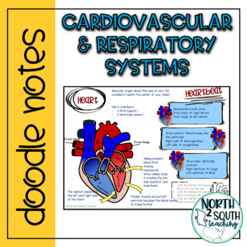 Preview of Cardiovascular & Respiratory System Doodle Notes