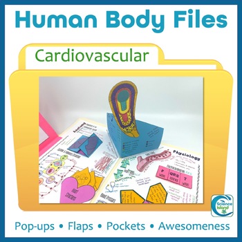 Preview of Cardiovascular System Activity - Human Body Files for Anatomy and Physiology