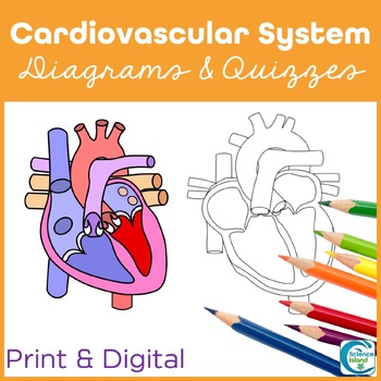 Preview of Cardiovascular System Anatomy Activity - Heart Diagrams Coloring & Labeling