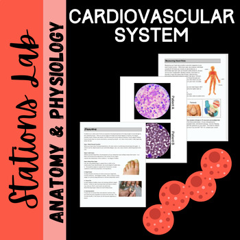 Preview of Cardiovascular System Anatomy: Stations Lab