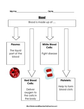 Preview of Cardiovascular System: Blood Graphic Organizer