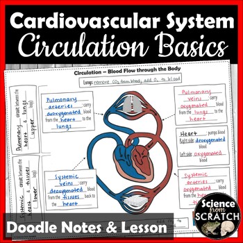 Preview of Circulation Doodle Notes, Worksheet, and PowerPoint  | Cardiovascular System