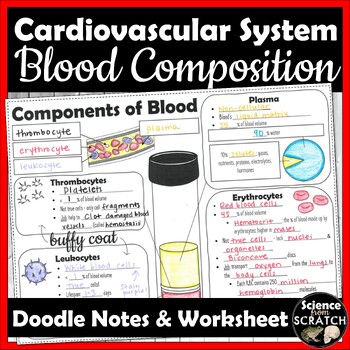 Preview of Blood Composition Doodle Notes and Worksheet  | Cardiovascular System | Anatomy