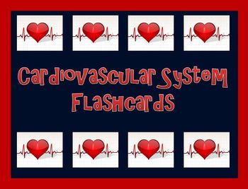 Preview of Cardiovascular System Flashcards