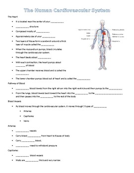 Preview of Cardiovascular System Guided Notes