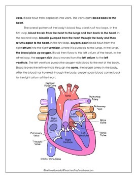 Cardiovascular System: Guided Reading Activity by Lori Maldonado