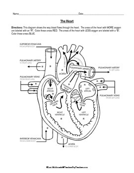Preview of Cardiovascular System: Heart Diagram to Color