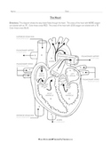 Cardiovascular System: Heart Diagram to Color