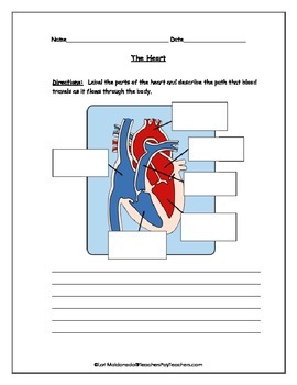 Preview of Cardiovascular System: Heart Diagram to Label