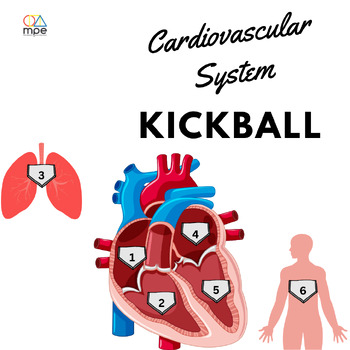 Preview of Cardiovascular System Kickball