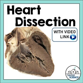 Preview of Cardiovascular System Lab Activity: Sheep Heart Dissection