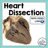 Cardiovascular System Lab Activity: Sheep Heart Dissection