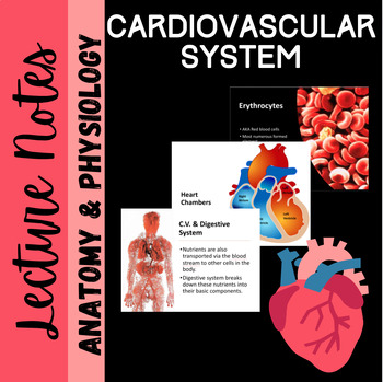 Preview of Cardiovascular System Powerpoint Notes