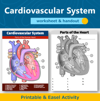 Preview of Cardiovascular System Parts of the Heart Diagram Worksheet, Handout, Assessment