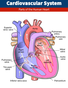 circulatory system parts heart