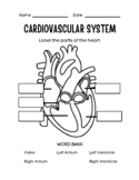 Cardiovascular System- Parts of the Heart and Flow of Bloo