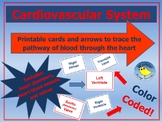 Cardiovascular System Pathway of Blood Through the Heart Cards