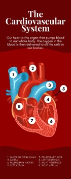 Preview of Cardiovascular System Poster